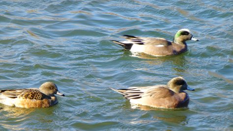 duck trio on pond